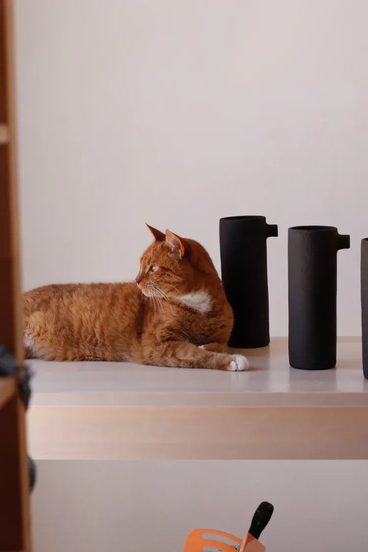 Seagull jug catching soft natural light on ceramic surface
